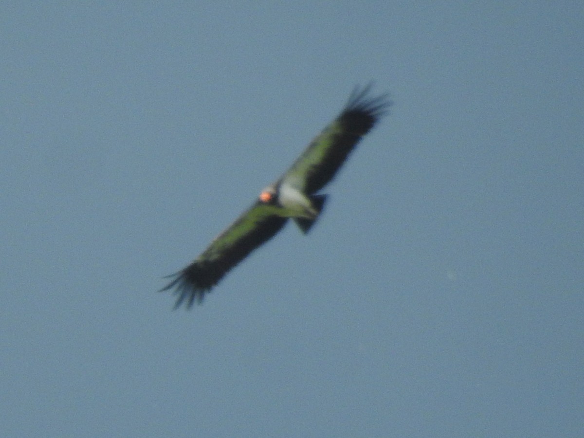 King Vulture - ML556100751