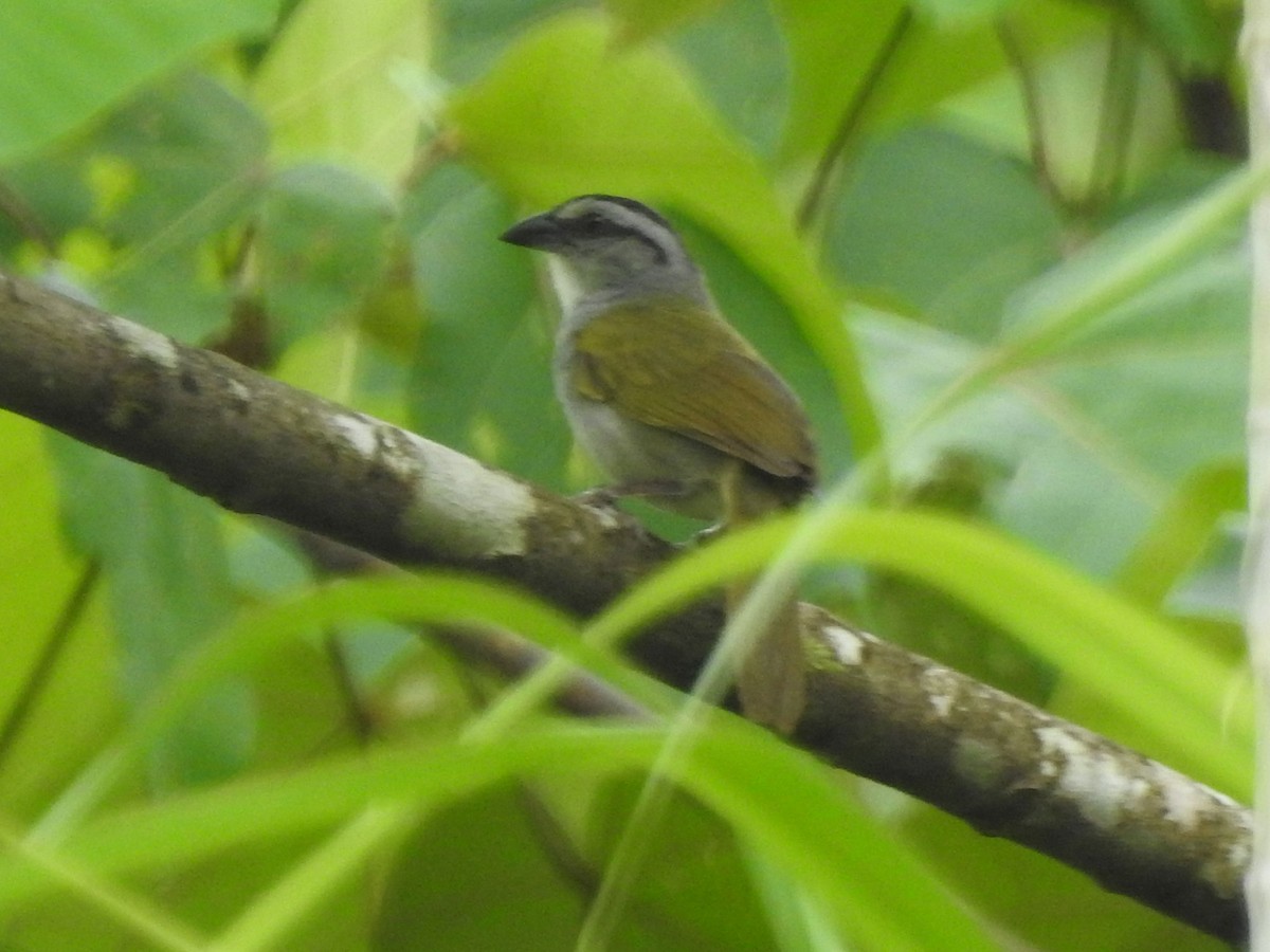 Black-striped Sparrow - ML556100931