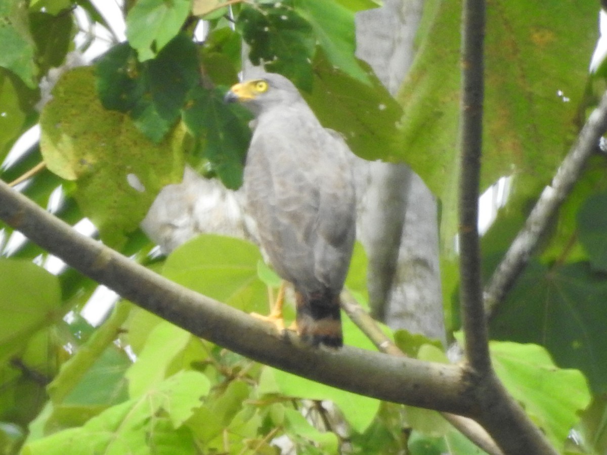 Roadside Hawk - ML556101081