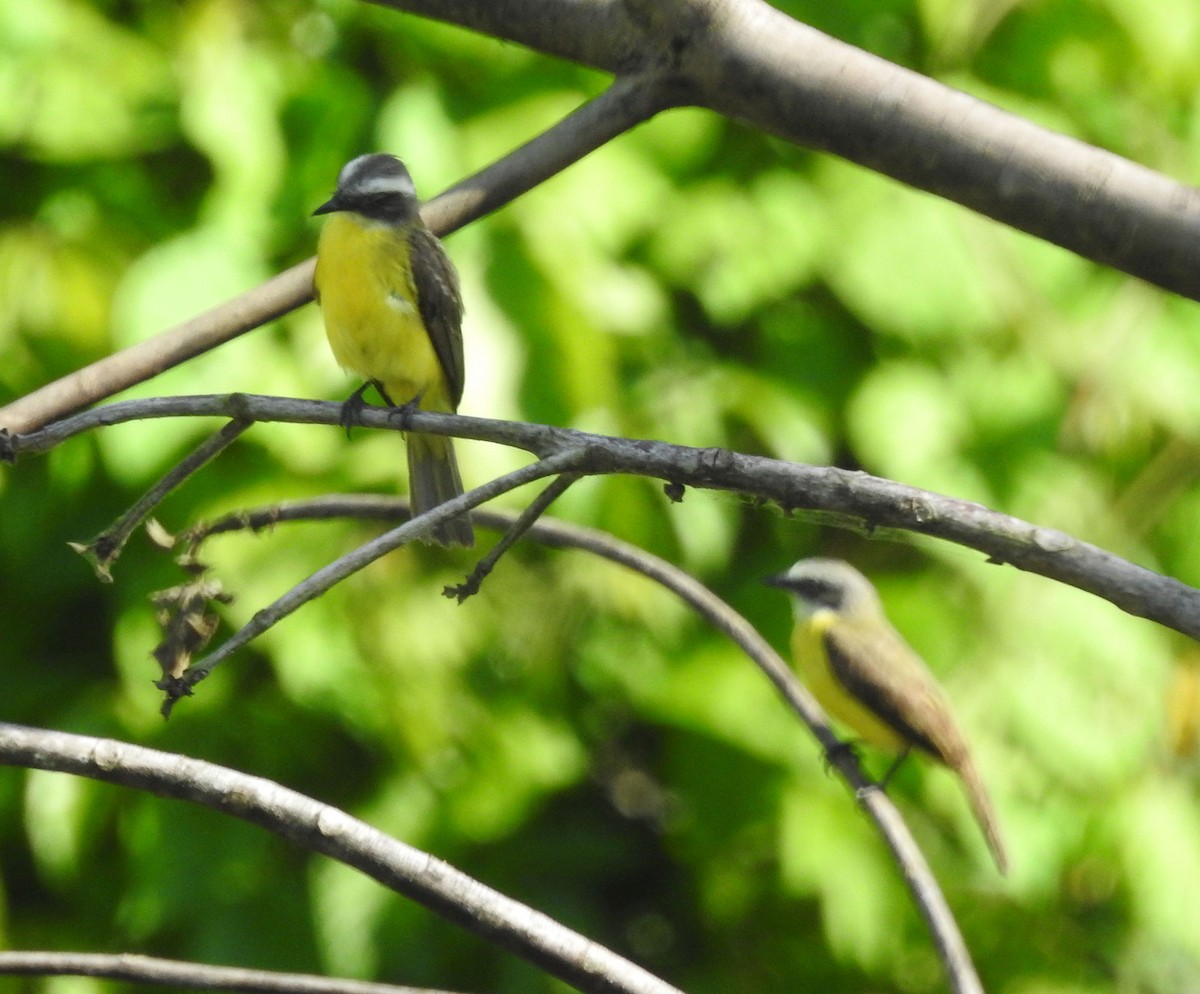 Social Flycatcher - Andrew Birch