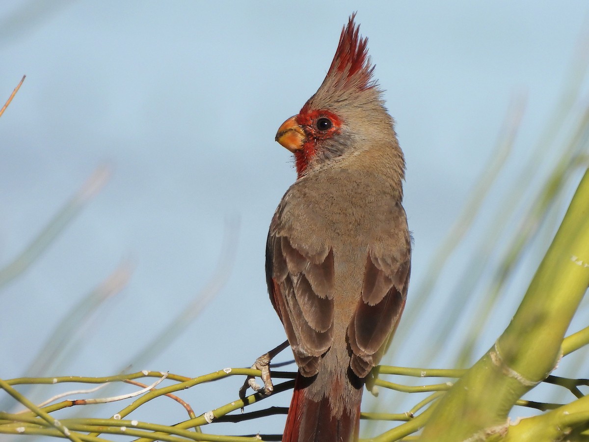 Pyrrhuloxia - ML556101781