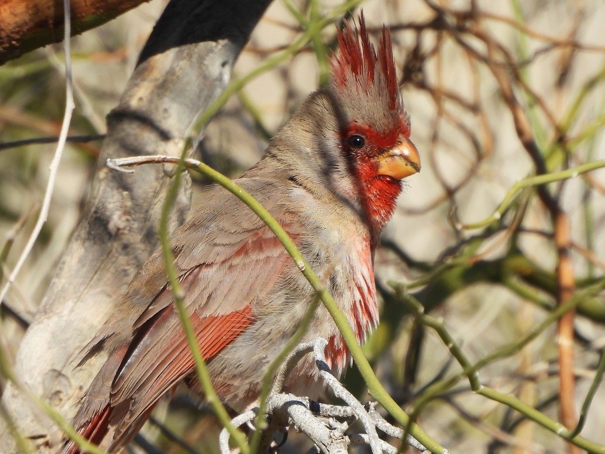 Pyrrhuloxia - ML556101801