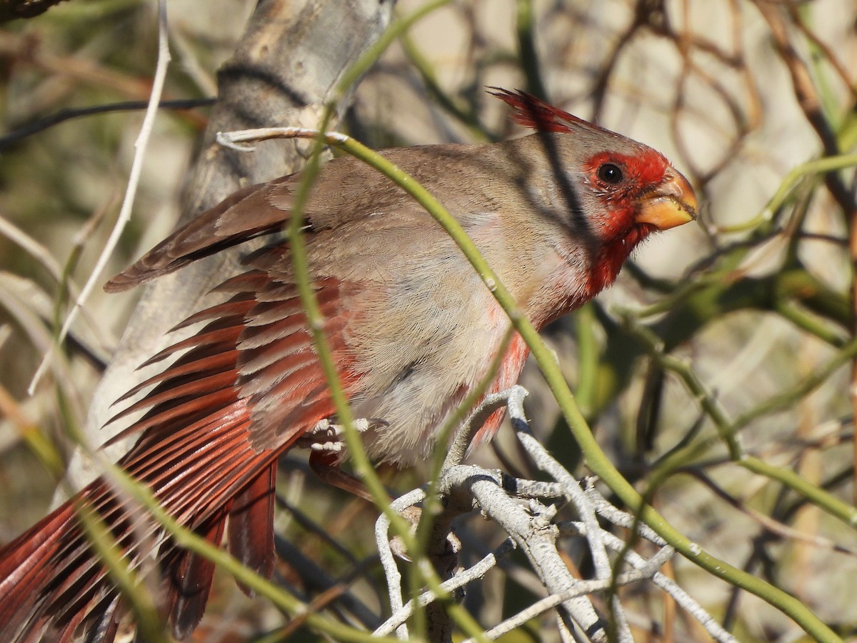 Pyrrhuloxia - ML556101811