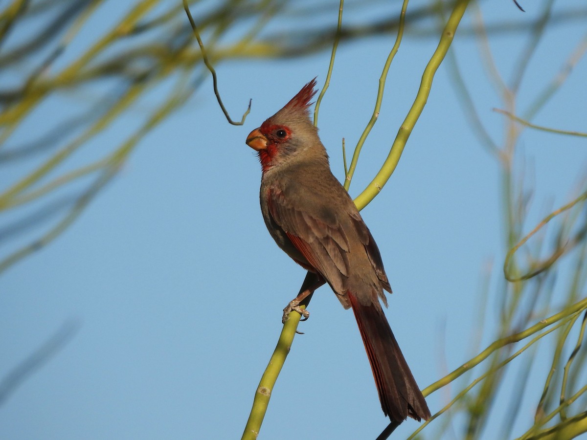 Pyrrhuloxia - ML556101841
