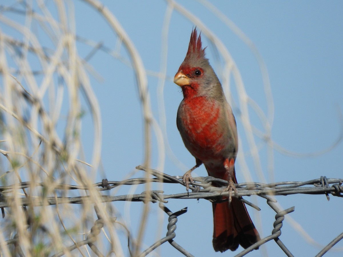 Pyrrhuloxia - ML556102121
