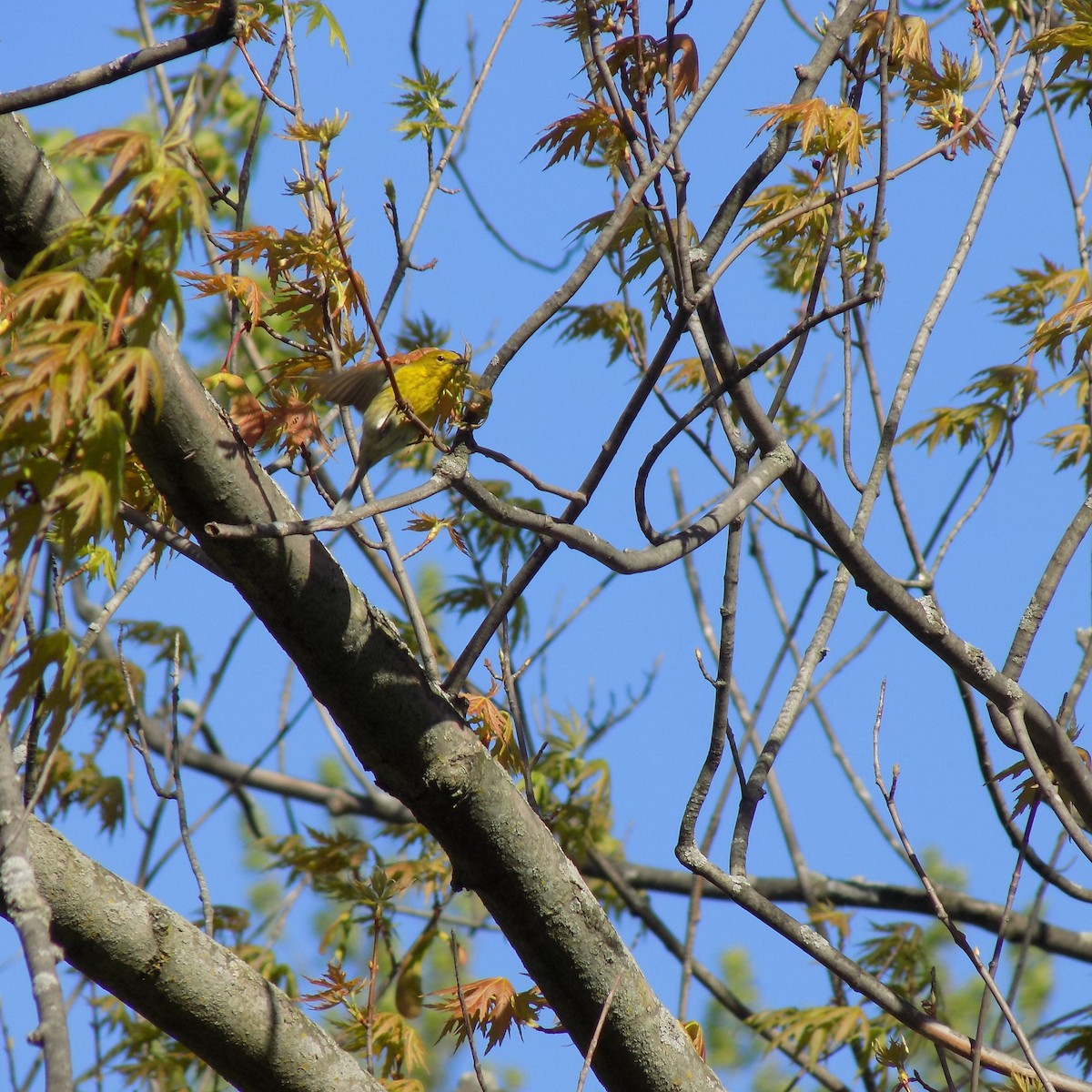 Pine Warbler - Chad Carroll