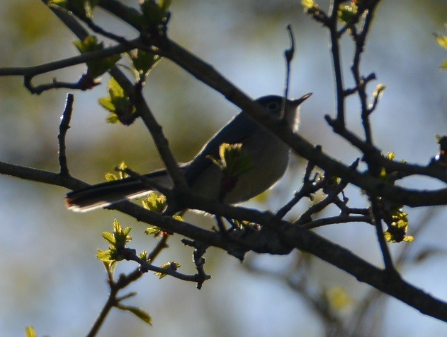 Blue-gray Gnatcatcher - ML55610301