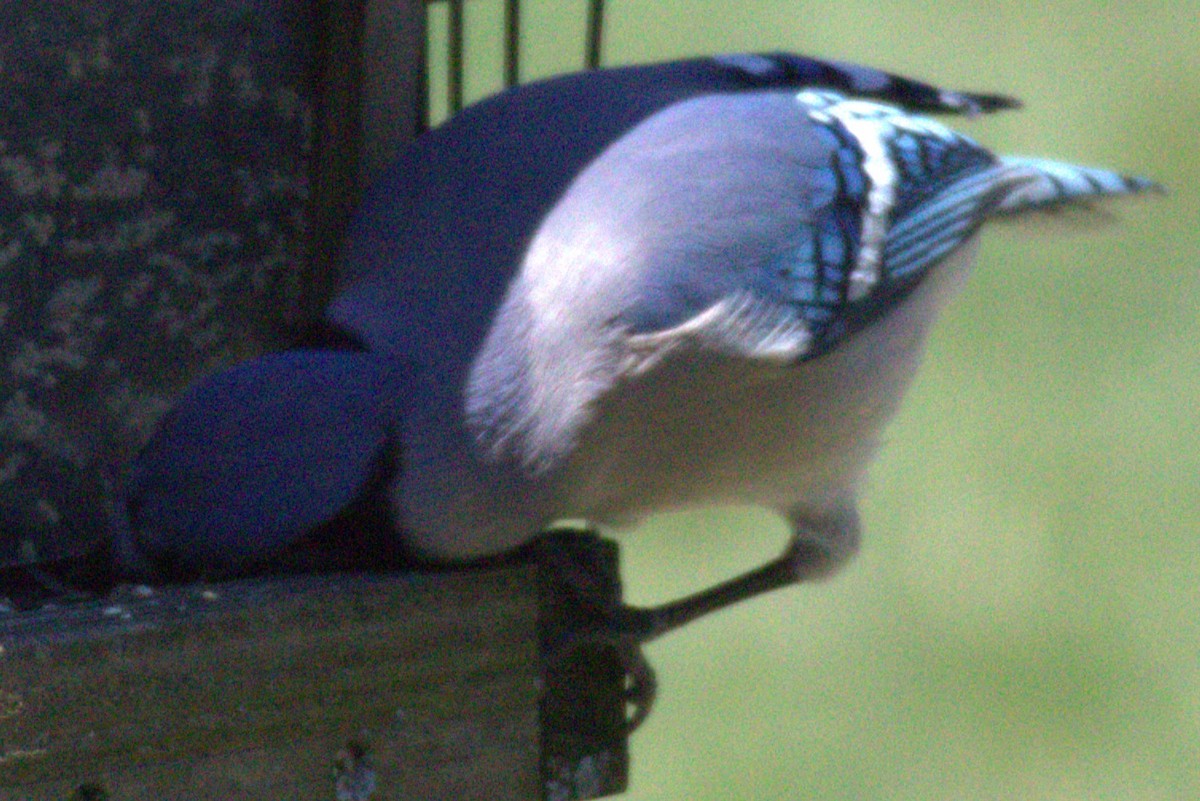 Blue Jay - ML556103011