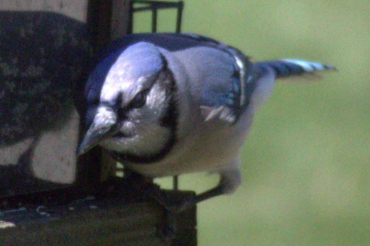 Blue Jay - ML556103021