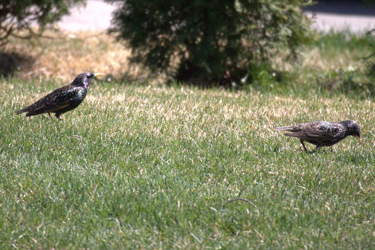 European Starling - ML556103281