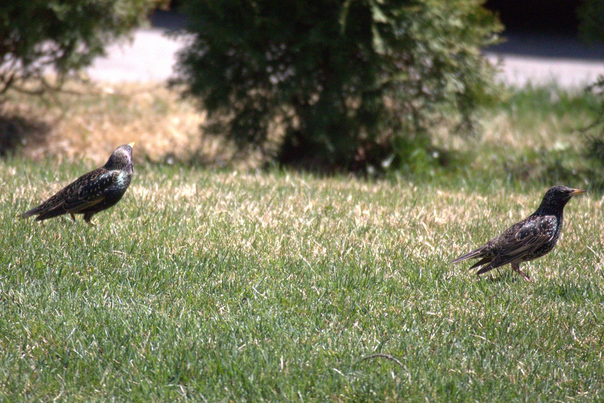 European Starling - ML556103291