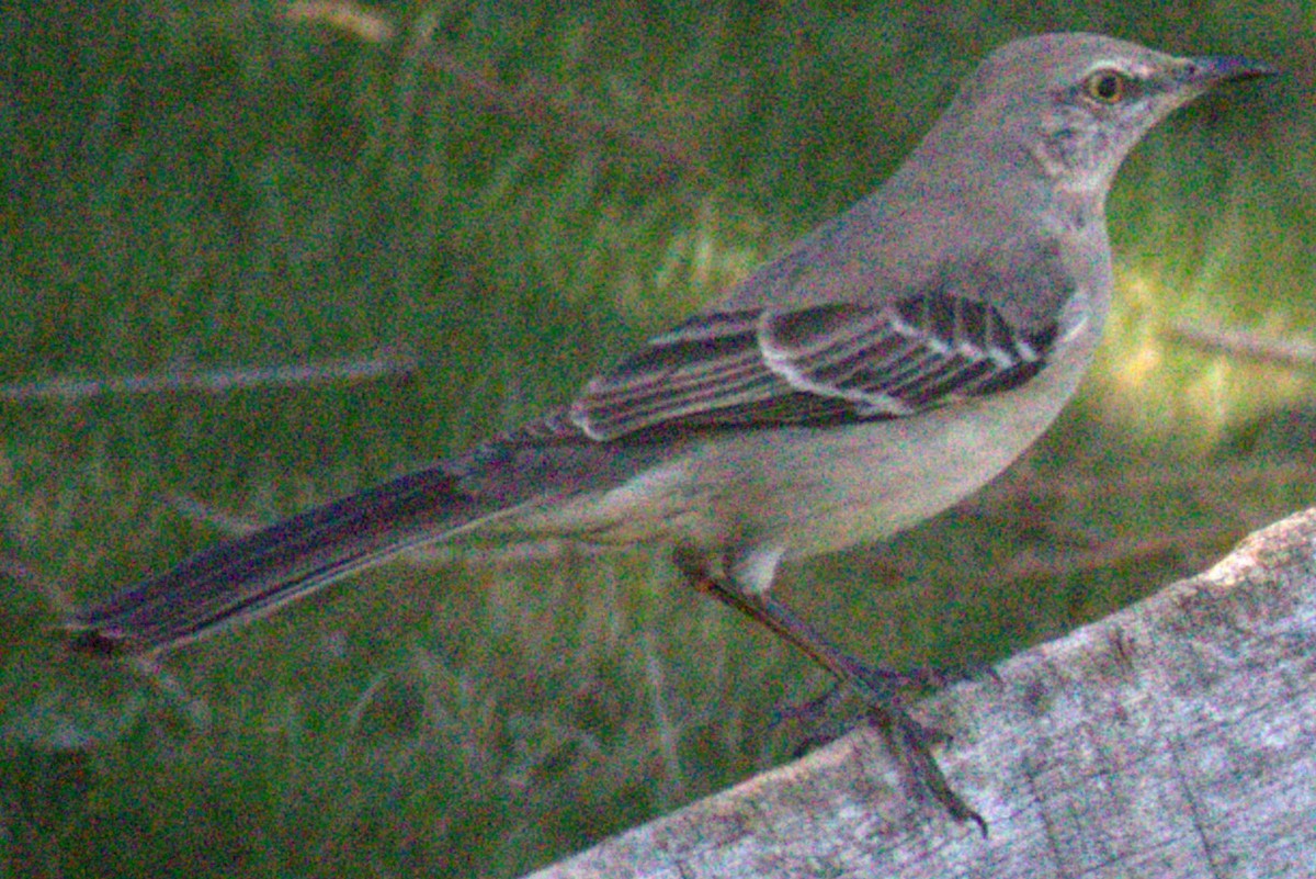 Northern Mockingbird - ML556103341