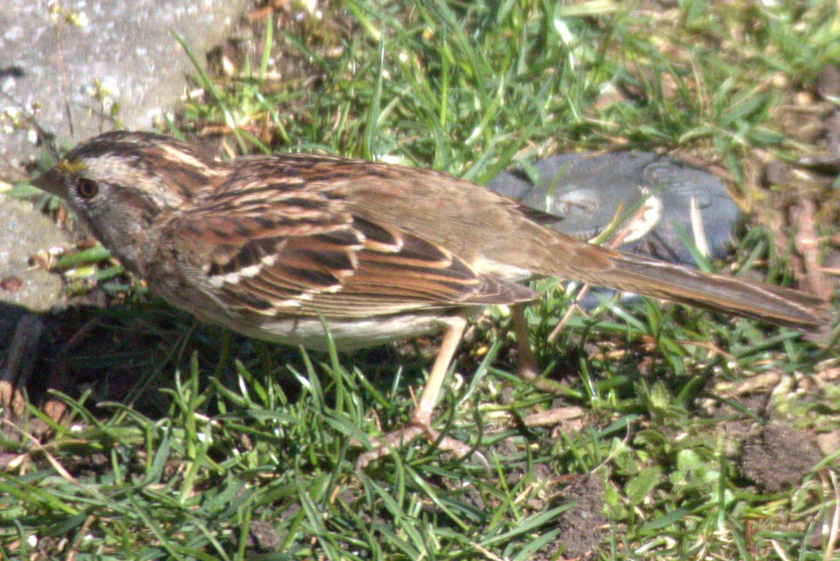 White-throated Sparrow - Shannon Hong