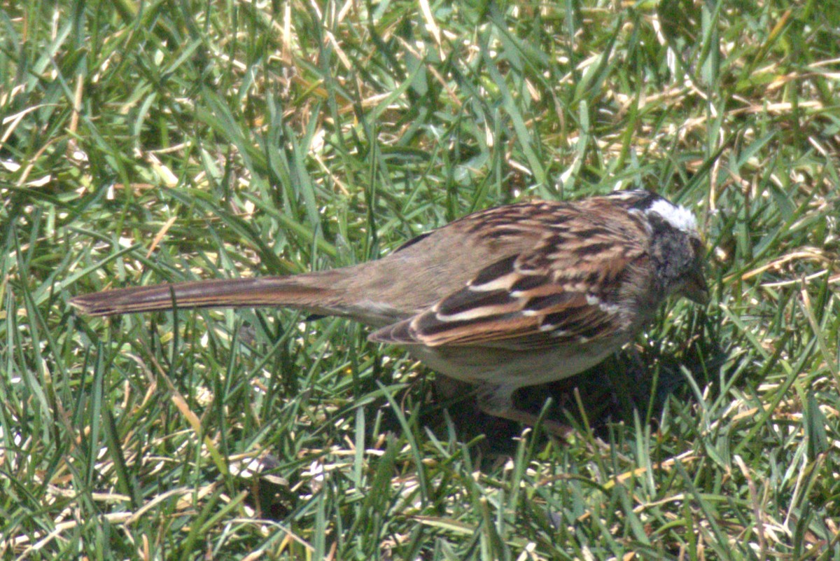 White-throated Sparrow - ML556103421