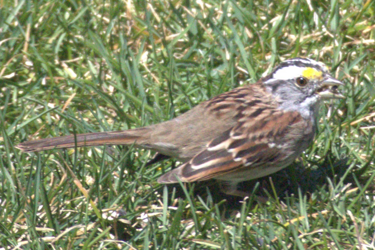 White-throated Sparrow - ML556103431