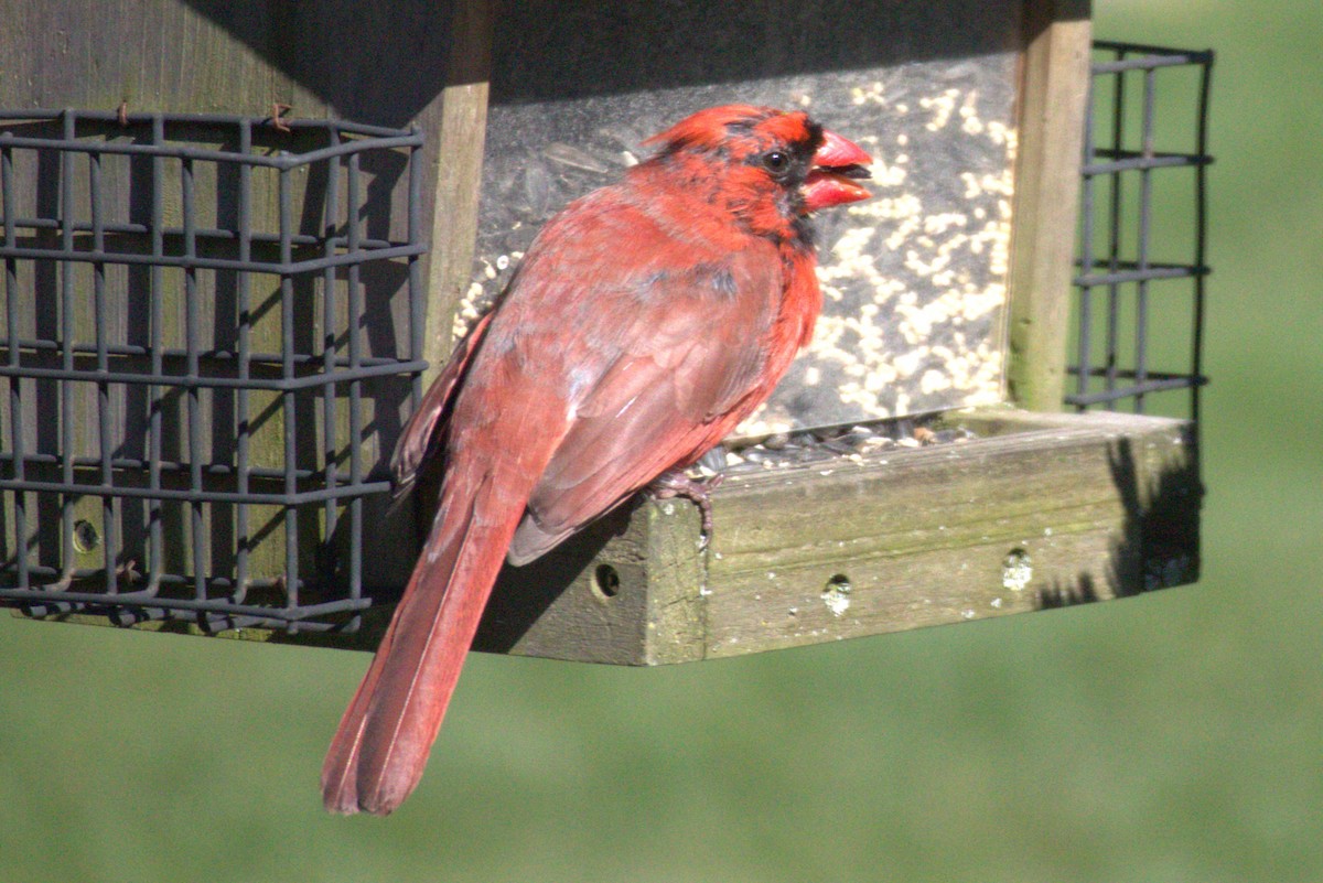 Northern Cardinal - ML556103471