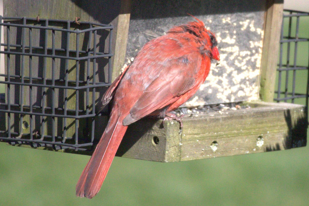 Northern Cardinal - ML556103481