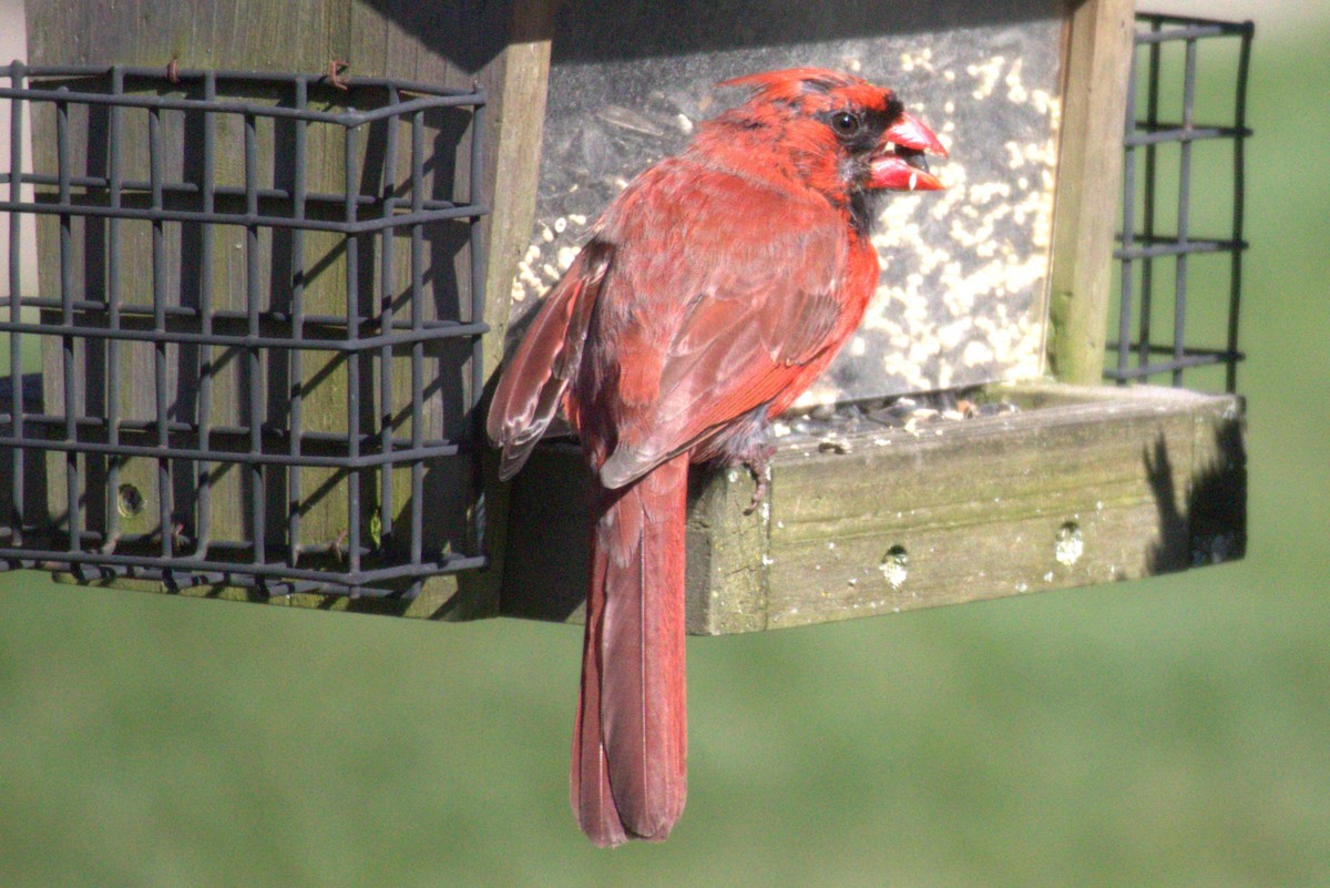 Northern Cardinal - ML556103491