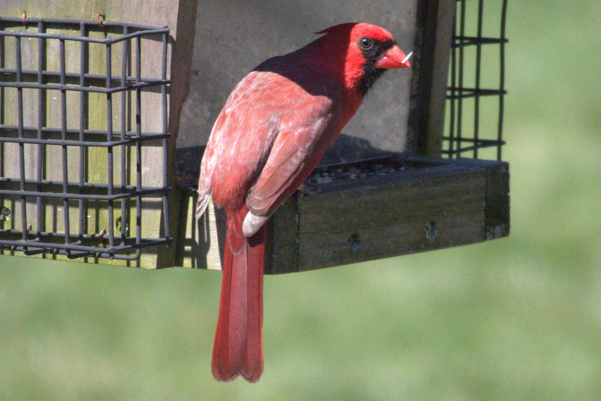 Northern Cardinal - ML556103501