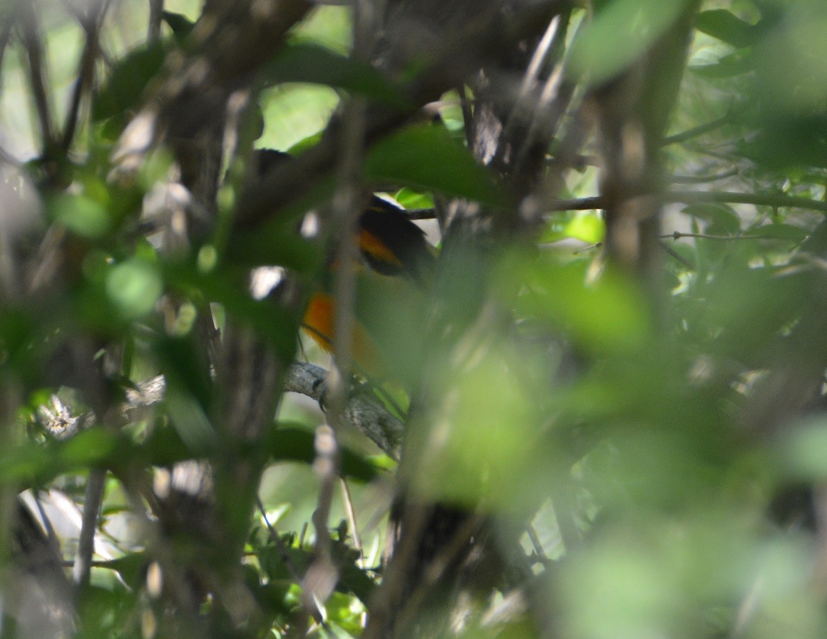 Baltimore Oriole - ML55610361