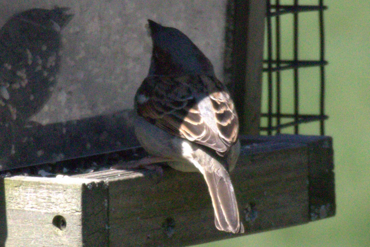 House Sparrow - ML556103641