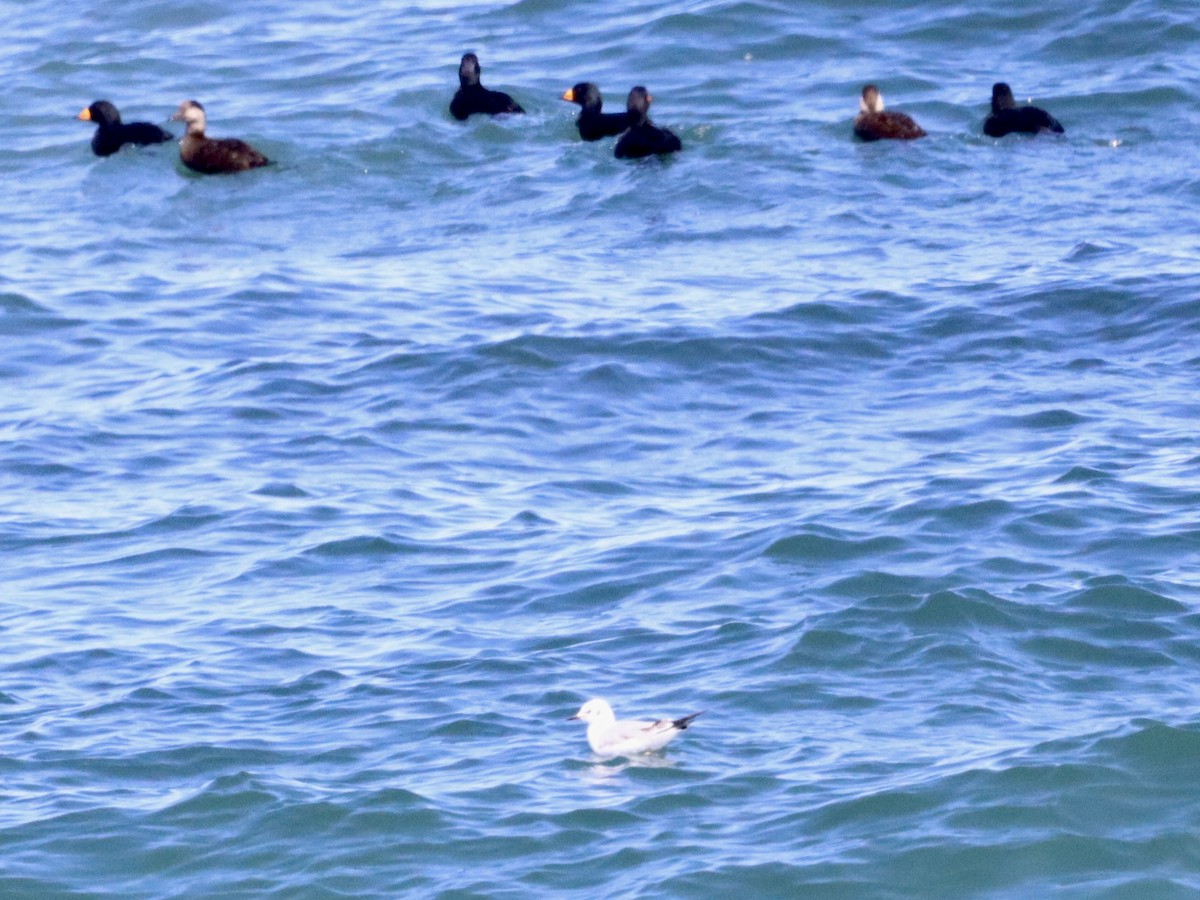 Mouette de Bonaparte - ML556104141