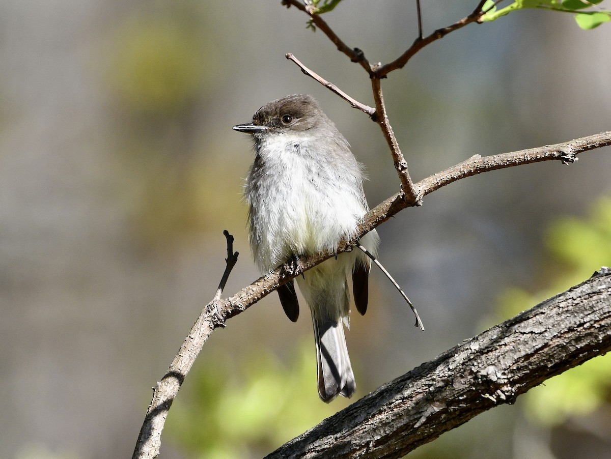 Eastern Phoebe - ML556104271