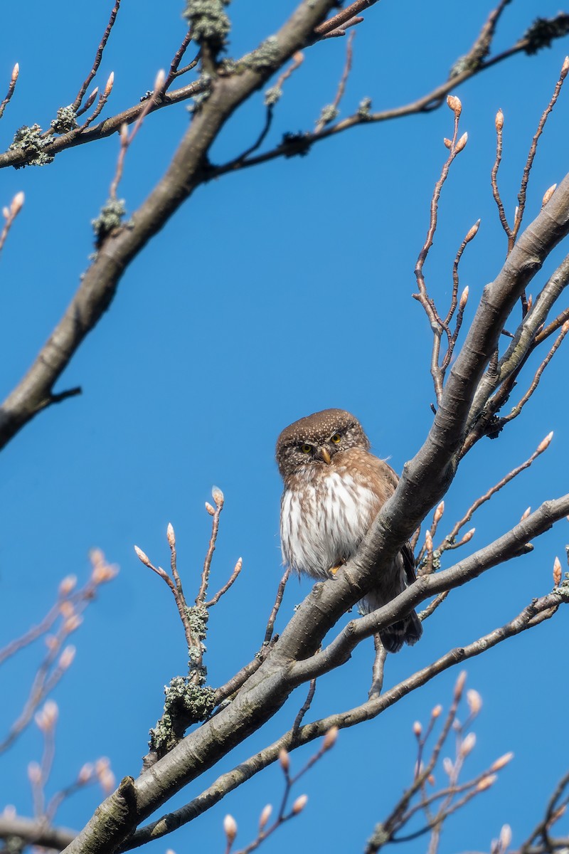 Eurasian Pygmy-Owl - ML556105661