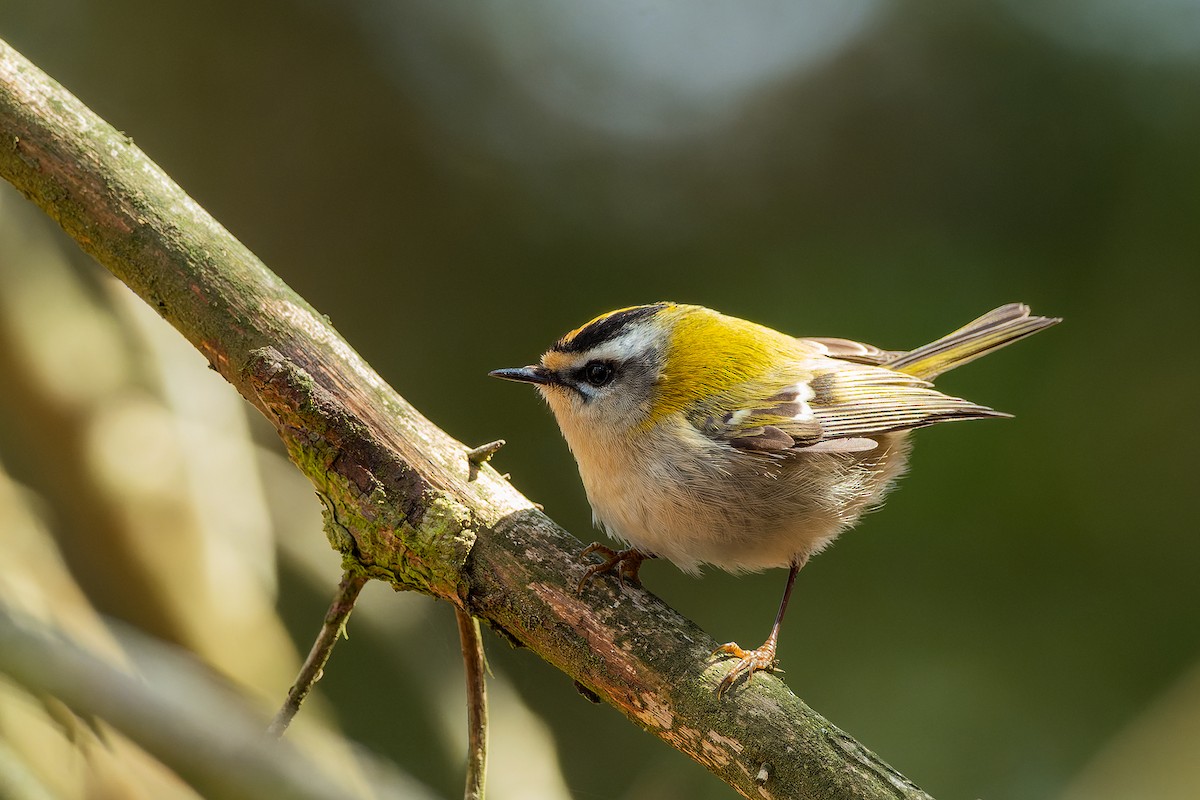 Common Firecrest - ML556105791