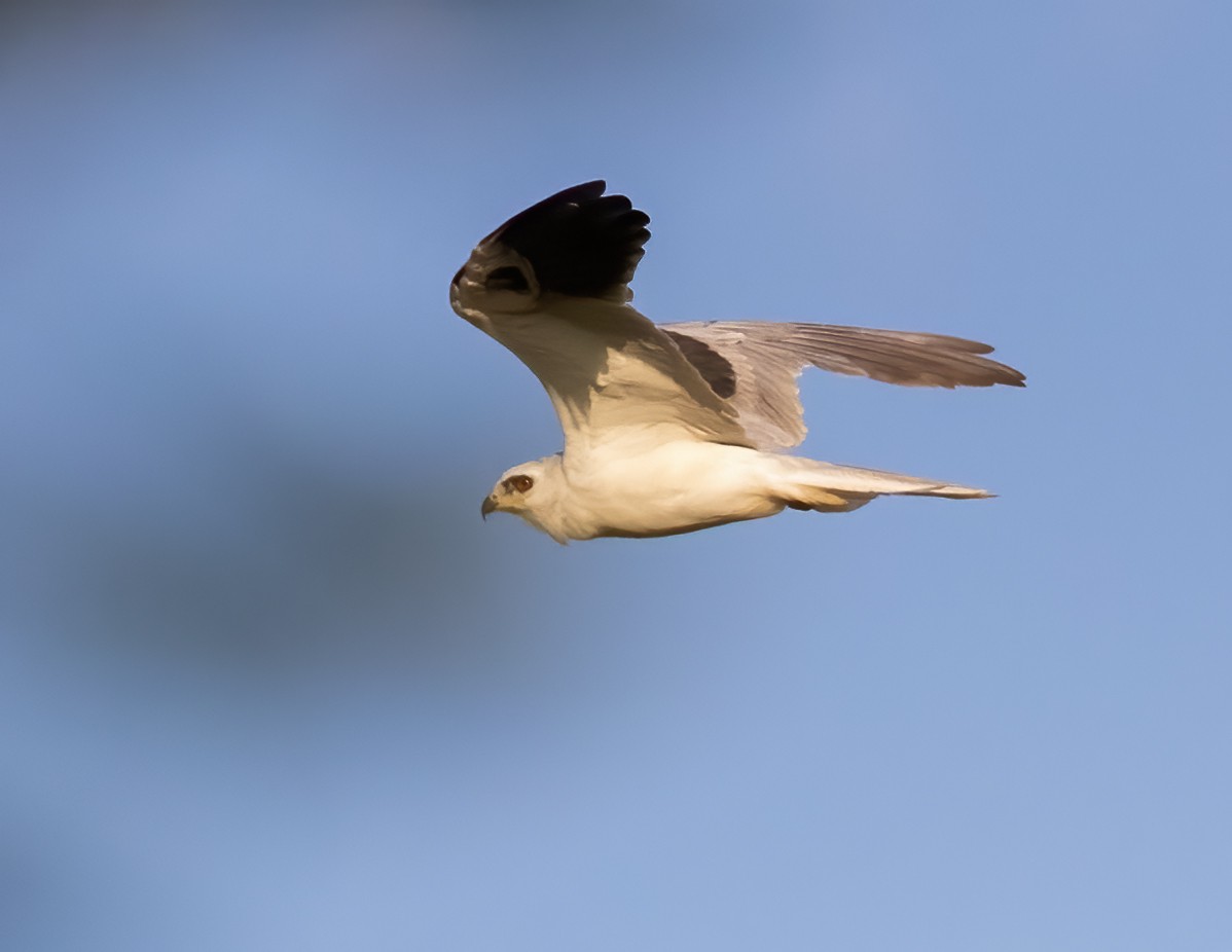 White-tailed Kite - ML556106071