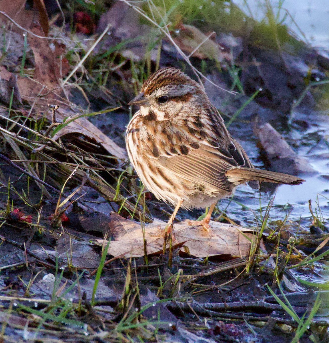 Song Sparrow - ML556107491