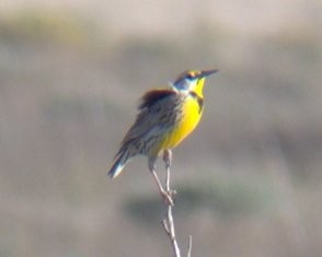 Chihuahuan Meadowlark - ML55610791