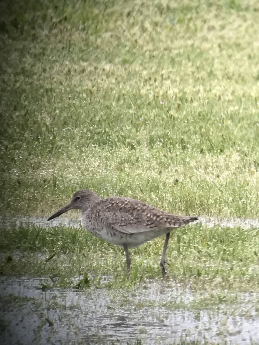 Willet - ML55610811