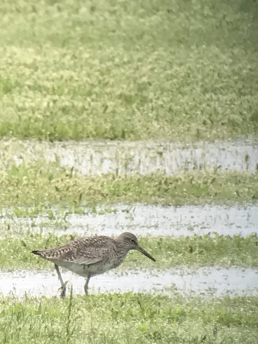 Willet - ML55610821