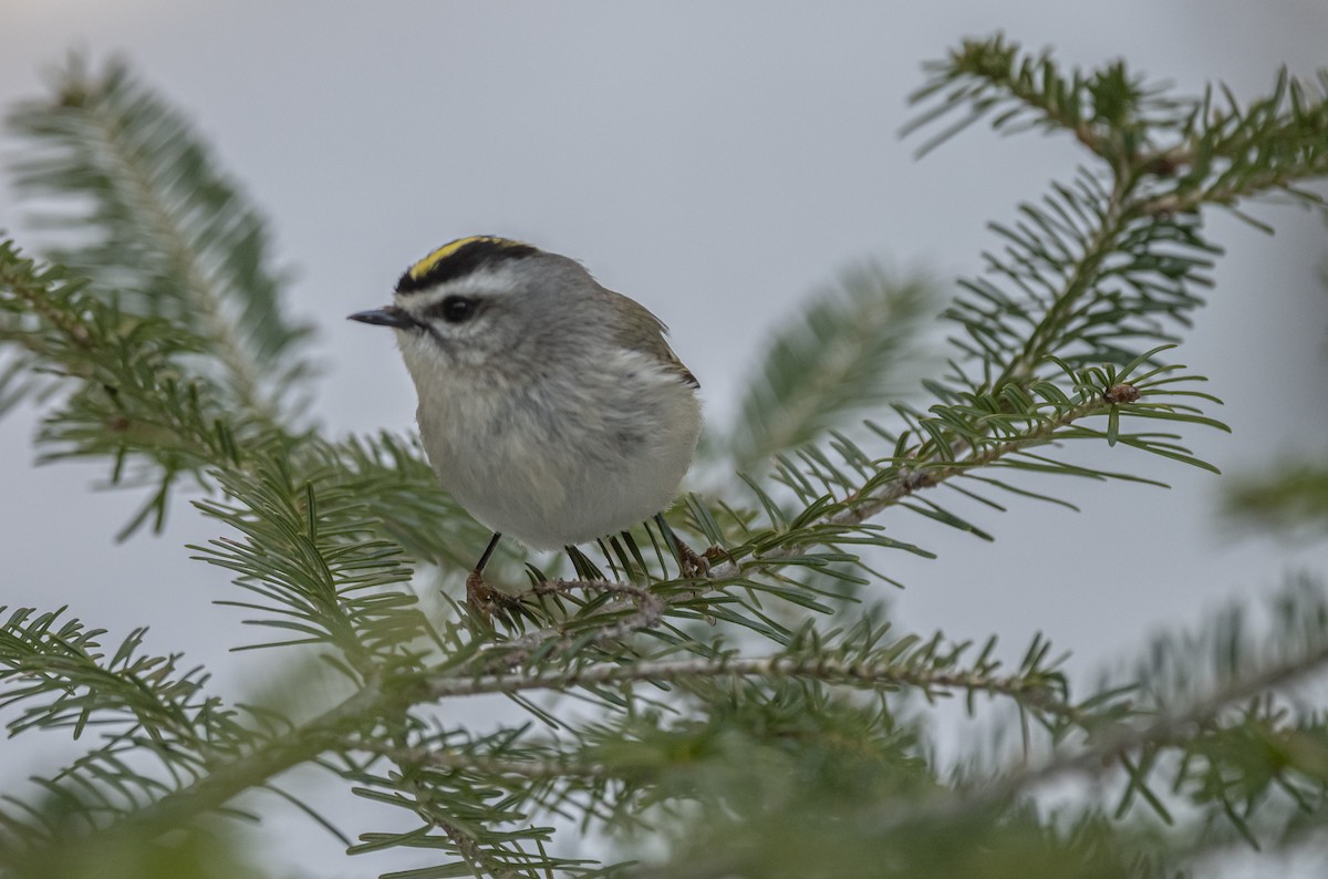 Golden-crowned Kinglet - thomas berriman