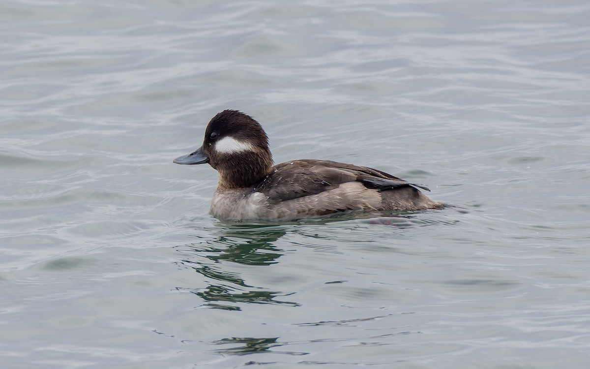 Bufflehead - ML556110421