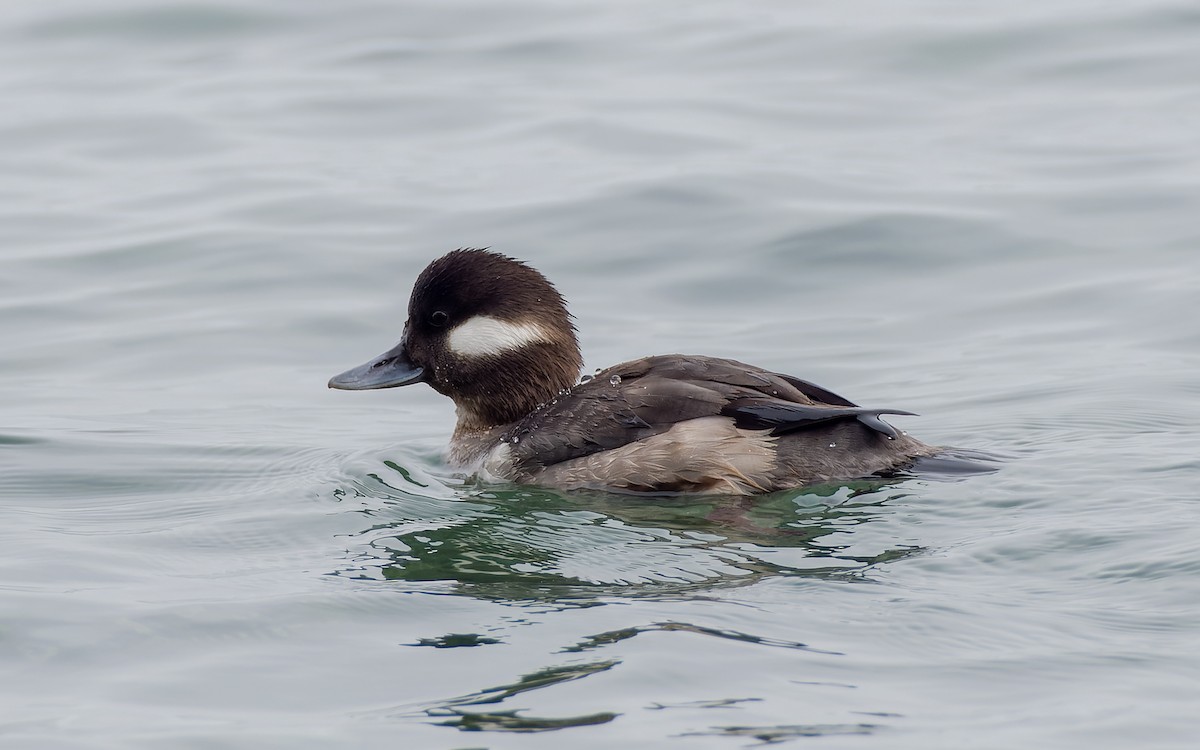 Bufflehead - ML556110691