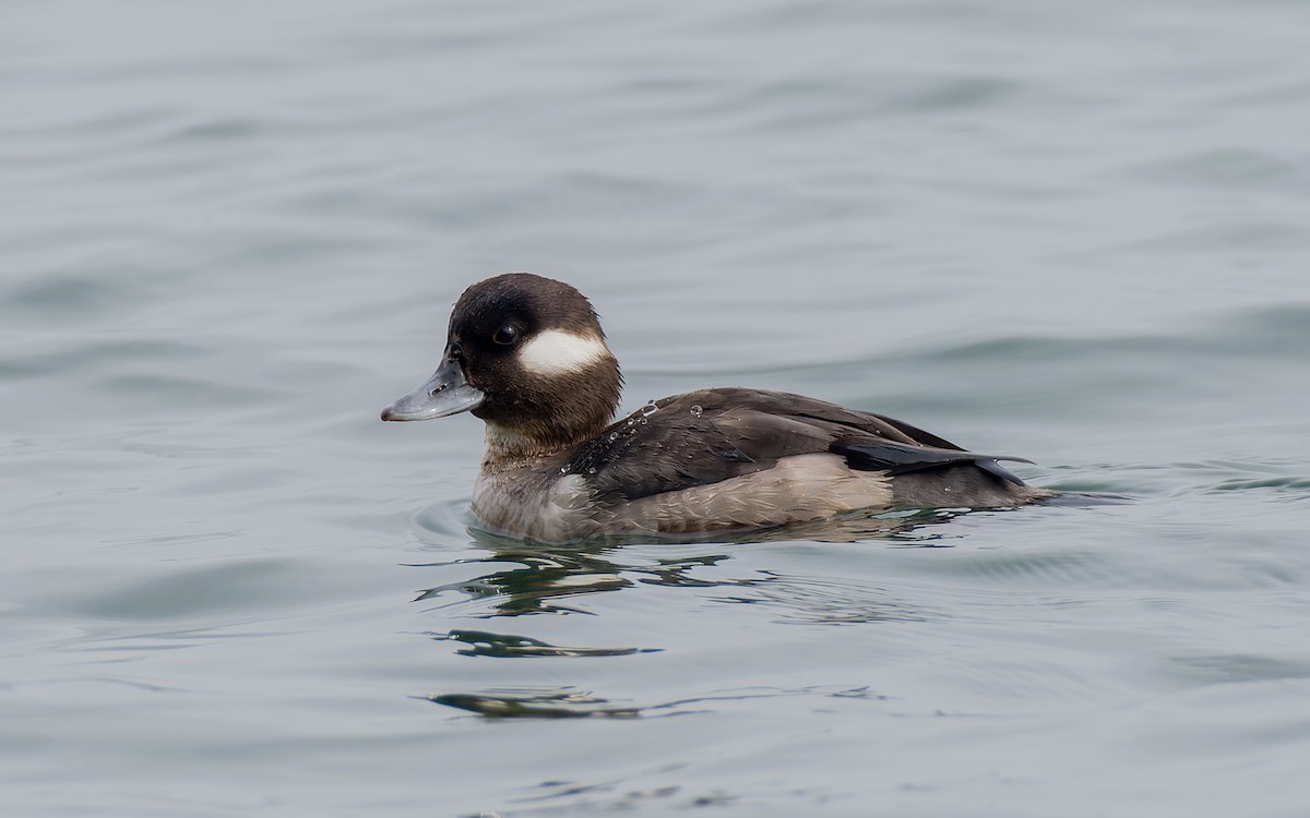 Bufflehead - ML556110751