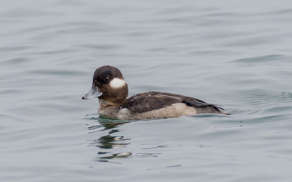 Bufflehead - ML556110781