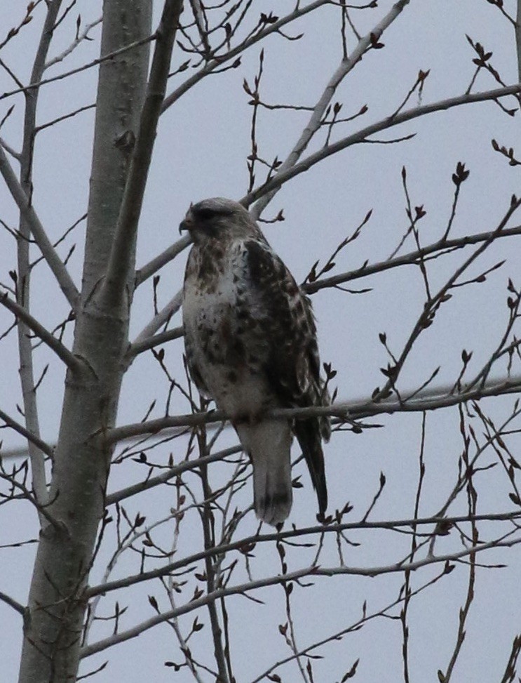 Rough-legged Hawk - ML556111101