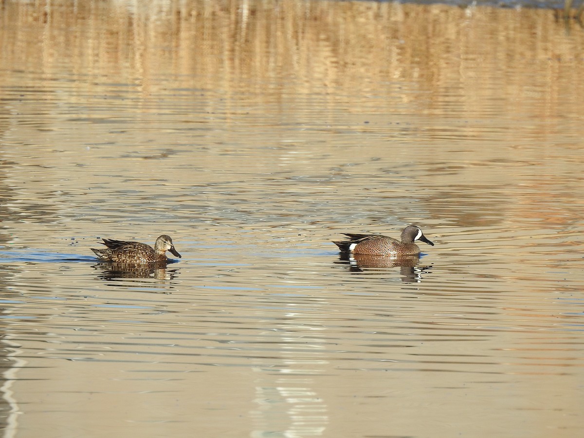 Blue-winged Teal - T B