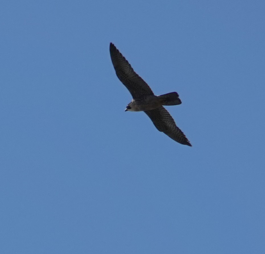 Peregrine Falcon - ML556112521