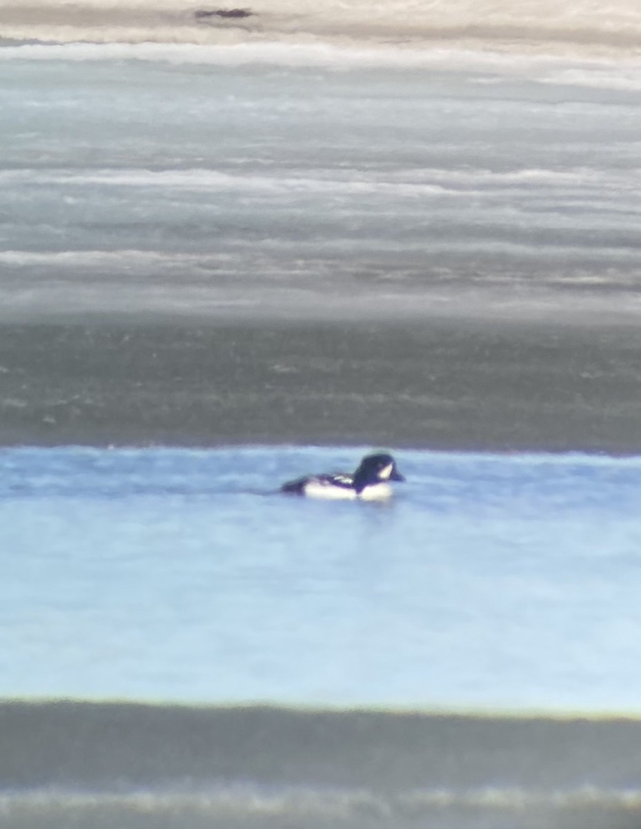 Barrow's Goldeneye - ML556112841