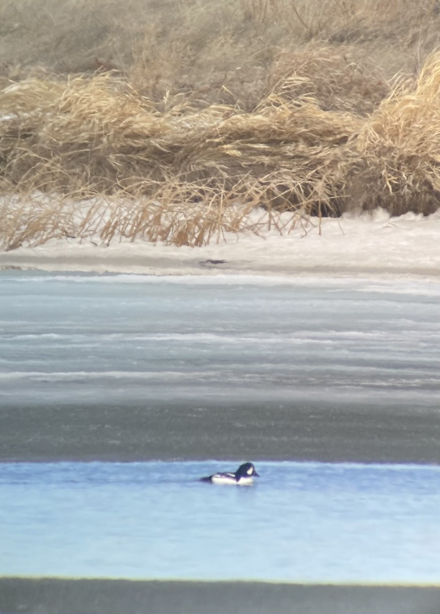 Barrow's Goldeneye - Colton Prins