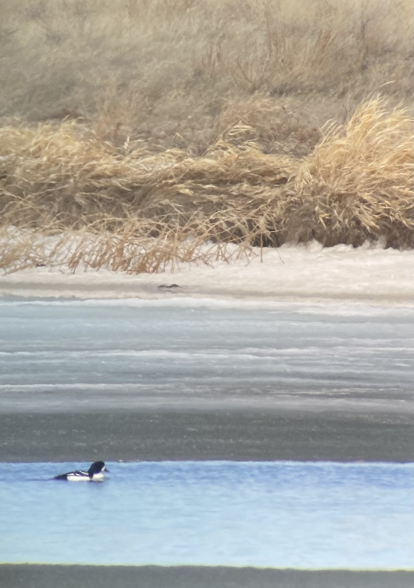 Barrow's Goldeneye - Colton Prins