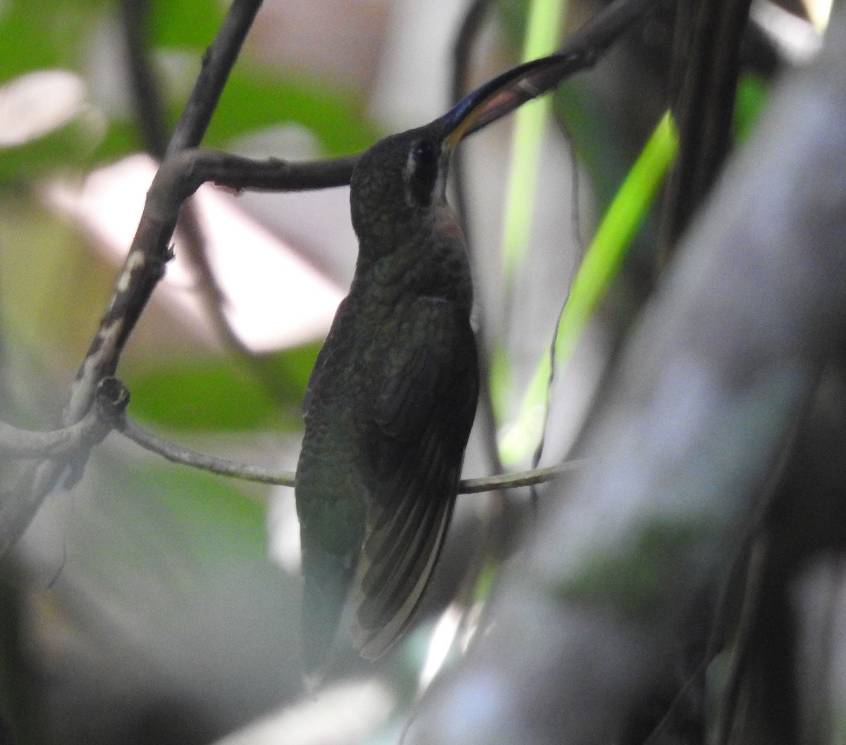 Band-tailed Barbthroat - Andrew Birch