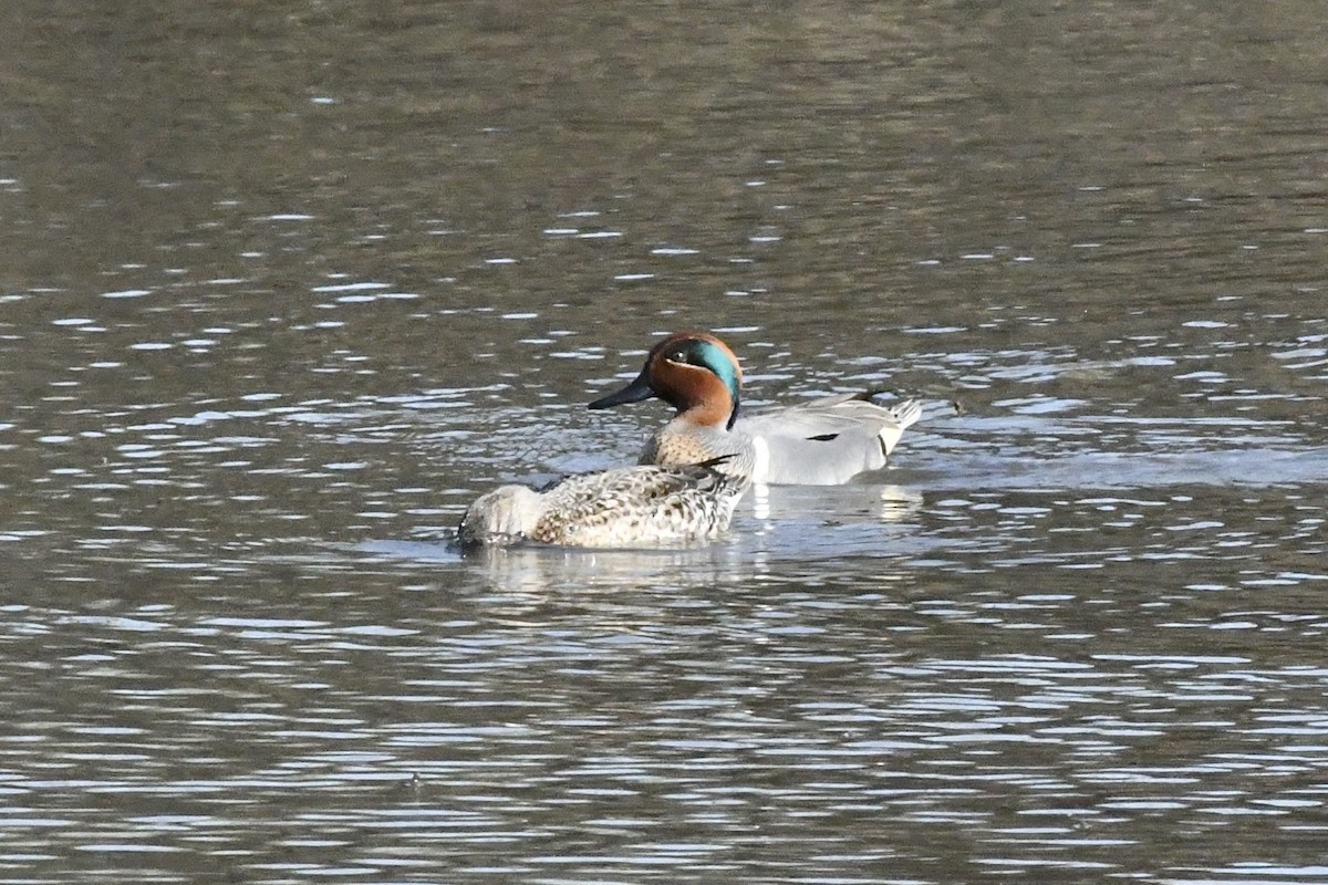 Green-winged Teal (American) - Julien Amsellem