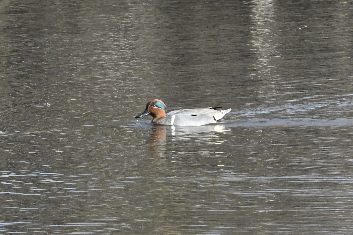 Green-winged Teal (American) - ML556117061