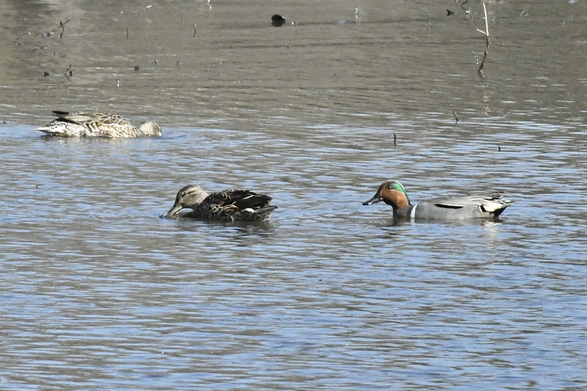 Green-winged Teal (American) - ML556117071