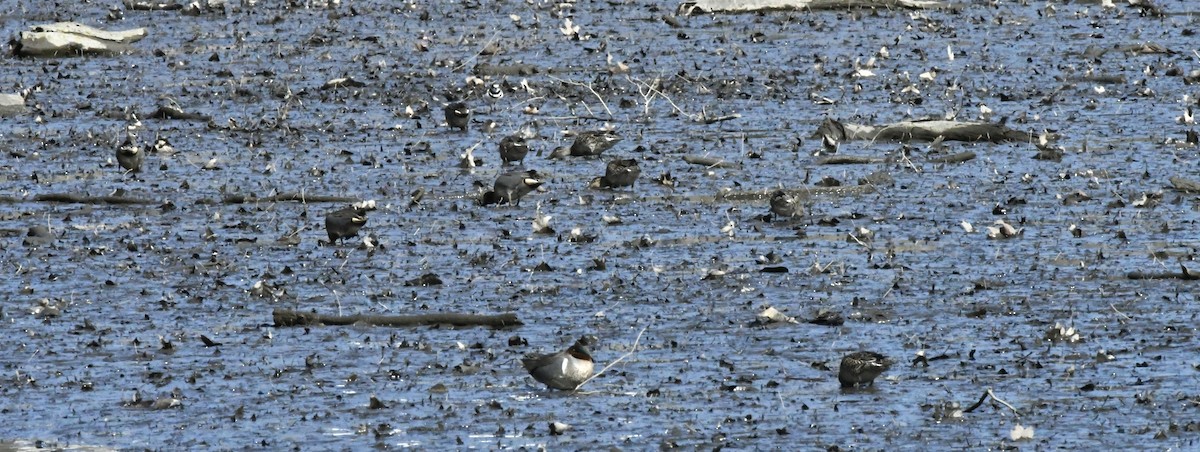 Green-winged Teal (American) - ML556117091